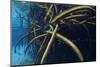 Red Mangrove (Rhizophora Mangle) in Sinkhole-Claudio Contreras-Mounted Photographic Print