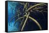 Red Mangrove (Rhizophora Mangle) in Sinkhole-Claudio Contreras-Framed Stretched Canvas