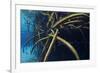 Red Mangrove (Rhizophora Mangle) in Sinkhole-Claudio Contreras-Framed Photographic Print