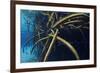 Red Mangrove (Rhizophora Mangle) in Sinkhole-Claudio Contreras-Framed Photographic Print