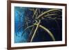 Red Mangrove (Rhizophora Mangle) in Sinkhole-Claudio Contreras-Framed Photographic Print