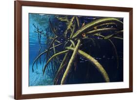 Red Mangrove (Rhizophora Mangle) in Sinkhole-Claudio Contreras-Framed Photographic Print