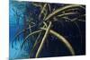 Red Mangrove (Rhizophora Mangle) in Sinkhole-Claudio Contreras-Mounted Photographic Print