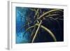 Red Mangrove (Rhizophora Mangle) in Sinkhole-Claudio Contreras-Framed Photographic Print