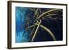 Red Mangrove (Rhizophora Mangle) in Sinkhole-Claudio Contreras-Framed Photographic Print
