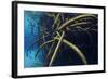 Red Mangrove (Rhizophora Mangle) in Sinkhole-Claudio Contreras-Framed Photographic Print