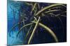 Red Mangrove (Rhizophora Mangle) in Sinkhole-Claudio Contreras-Mounted Photographic Print