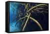 Red Mangrove (Rhizophora Mangle) in Sinkhole-Claudio Contreras-Framed Stretched Canvas