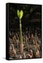 Red Mangrove seedling, Baja California, Mexico-Claudio Contreras-Framed Stretched Canvas