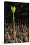 Red Mangrove seedling, Baja California, Mexico-Claudio Contreras-Stretched Canvas
