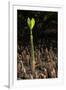 Red Mangrove seedling, Baja California, Mexico-Claudio Contreras-Framed Photographic Print