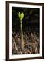 Red Mangrove seedling, Baja California, Mexico-Claudio Contreras-Framed Photographic Print