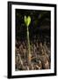 Red Mangrove seedling, Baja California, Mexico-Claudio Contreras-Framed Photographic Print