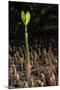 Red Mangrove seedling, Baja California, Mexico-Claudio Contreras-Mounted Photographic Print