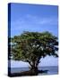 Red Mangrove, Turtle Key, 10,000 Islands, Everglades, Florida, USA-Connie Bransilver-Stretched Canvas