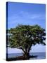 Red Mangrove, Turtle Key, 10,000 Islands, Everglades, Florida, USA-Connie Bransilver-Stretched Canvas