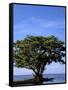 Red Mangrove, Turtle Key, 10,000 Islands, Everglades, Florida, USA-Connie Bransilver-Framed Stretched Canvas