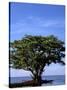 Red Mangrove, Turtle Key, 10,000 Islands, Everglades, Florida, USA-Connie Bransilver-Stretched Canvas