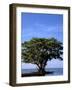 Red Mangrove, Turtle Key, 10,000 Islands, Everglades, Florida, USA-Connie Bransilver-Framed Photographic Print