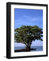 Red Mangrove, Turtle Key, 10,000 Islands, Everglades, Florida, USA-Connie Bransilver-Framed Photographic Print