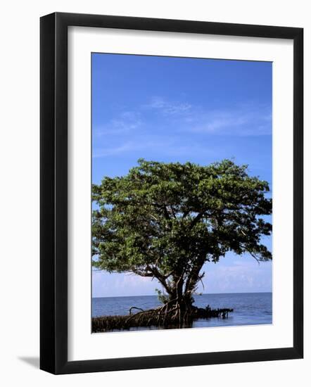 Red Mangrove, Turtle Key, 10,000 Islands, Everglades, Florida, USA-Connie Bransilver-Framed Photographic Print