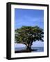 Red Mangrove, Turtle Key, 10,000 Islands, Everglades, Florida, USA-Connie Bransilver-Framed Photographic Print