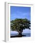 Red Mangrove, Turtle Key, 10,000 Islands, Everglades, Florida, USA-Connie Bransilver-Framed Photographic Print