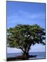 Red Mangrove, Turtle Key, 10,000 Islands, Everglades, Florida, USA-Connie Bransilver-Mounted Photographic Print
