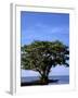 Red Mangrove, Turtle Key, 10,000 Islands, Everglades, Florida, USA-Connie Bransilver-Framed Photographic Print
