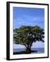 Red Mangrove, Turtle Key, 10,000 Islands, Everglades, Florida, USA-Connie Bransilver-Framed Photographic Print