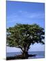 Red Mangrove, Turtle Key, 10,000 Islands, Everglades, Florida, USA-Connie Bransilver-Mounted Photographic Print