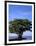 Red Mangrove, Turtle Key, 10,000 Islands, Everglades, Florida, USA-Connie Bransilver-Framed Photographic Print