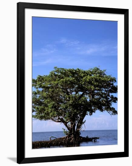 Red Mangrove, Turtle Key, 10,000 Islands, Everglades, Florida, USA-Connie Bransilver-Framed Photographic Print