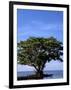 Red Mangrove, Turtle Key, 10,000 Islands, Everglades, Florida, USA-Connie Bransilver-Framed Photographic Print