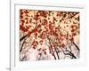 Red Maple and Autumn Sky-Raymond Gehman-Framed Art Print