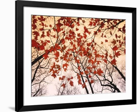 Red Maple and Autumn Sky-Raymond Gehman-Framed Art Print