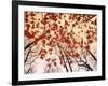 Red Maple and Autumn Sky-Raymond Gehman-Framed Art Print