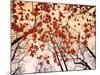 Red Maple and Autumn Sky-Raymond Gehman-Mounted Art Print