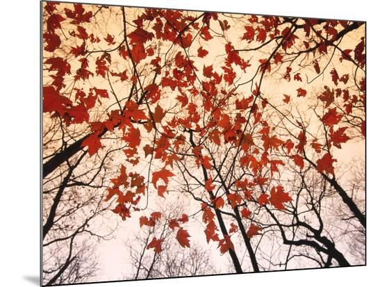 Red Maple and Autumn Sky-Raymond Gehman-Mounted Print