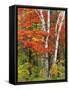 Red Maple and Birch Trees-James Randklev-Framed Stretched Canvas