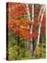 Red Maple and Birch Trees-James Randklev-Stretched Canvas