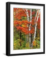 Red Maple and Birch Trees-James Randklev-Framed Photographic Print
