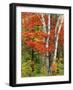 Red Maple and Birch Trees-James Randklev-Framed Photographic Print