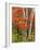 Red Maple and Birch Trees-James Randklev-Framed Photographic Print