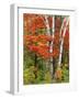 Red Maple and Birch Trees-James Randklev-Framed Photographic Print