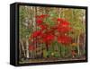 Red Maple and White Birch, White Mountains National Forest, New Hampshire, USA-Adam Jones-Framed Stretched Canvas