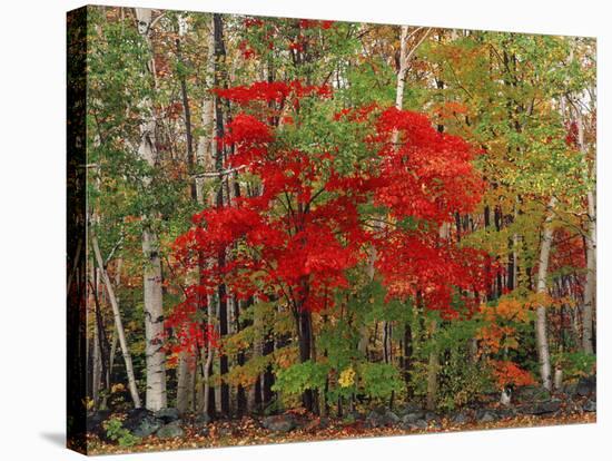 Red Maple and White Birch, White Mountains National Forest, New Hampshire, USA-Adam Jones-Stretched Canvas