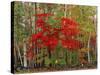 Red Maple and White Birch, White Mountains National Forest, New Hampshire, USA-Adam Jones-Stretched Canvas