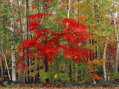 https://imgc.allpostersimages.com/img/posters/red-maple-and-white-birch-white-mountains-national-forest-new-hampshire-usa_u-L-PIEF8H0.jpg?artPerspective=n