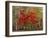 Red Maple and White Birch, White Mountains National Forest, New Hampshire, USA-Adam Jones-Framed Photographic Print